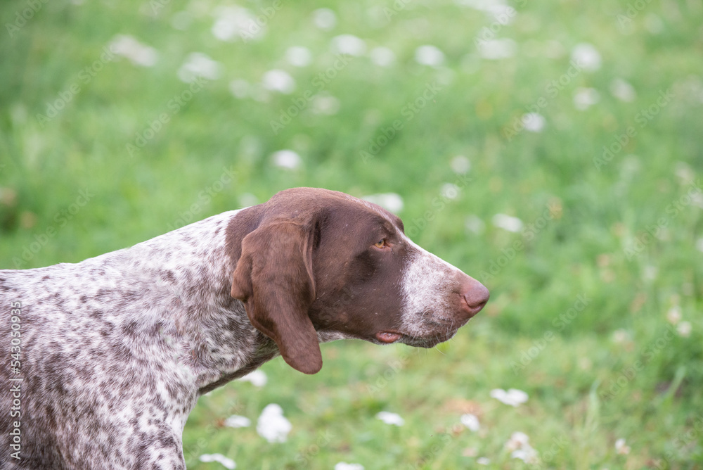 Close-up portrait of a german shorthaired pointer dog in the summer.