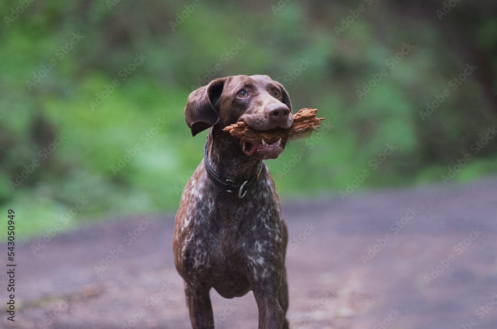 German shorthaired pointer dog playing with a stick in the forest.