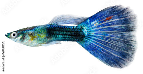 Guppy fish (Poecilia reticulata). PNG masked background. 