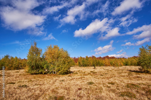 Beautiful autumn landscape with young birch forest and dry grass