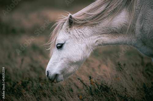 Foto white horse in the field