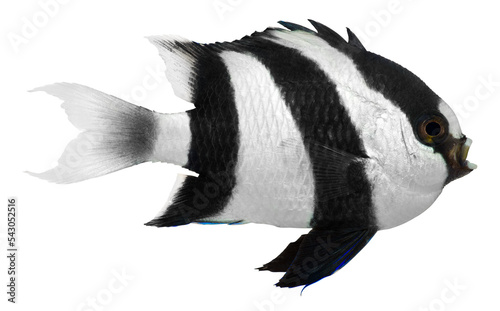 Obraz na plátně Humbug Damselfish. PNG masked background.