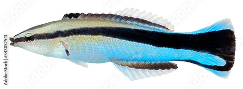 Cleaner Wrasse fish. Labroides Dimidiatus. PNG masked background.
 photo