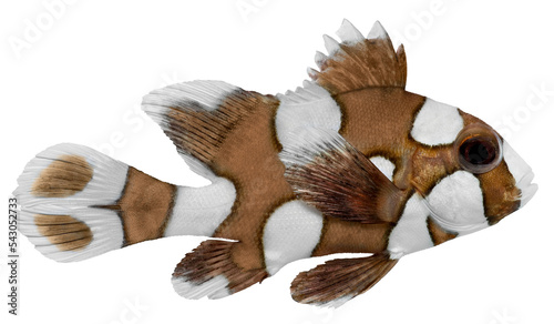 Harlequin Sweetlips Fish. PNG masked background.
 photo
