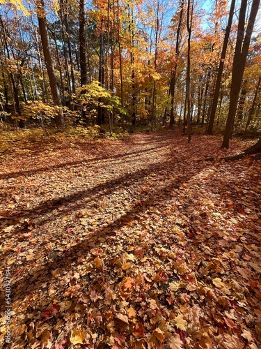 autumn in the park