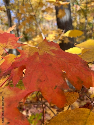 Red mple leaves