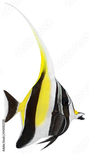 Moorish Idol fish. Zanclus cornutus. PNG masked background.
 photo