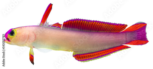 Purple Firefish. PNG masked background.
 photo