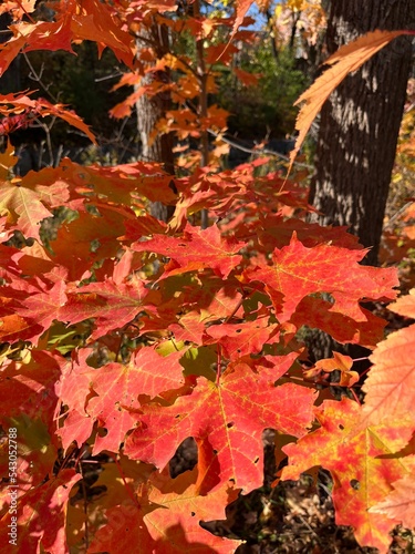 Red maple leavies in fall.