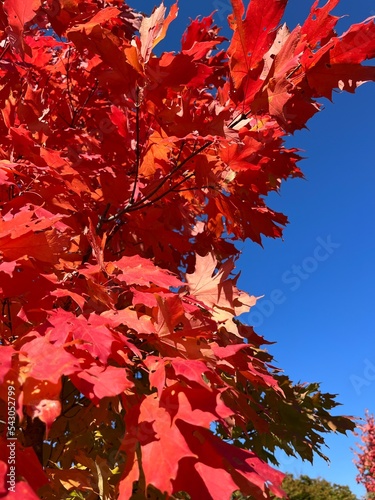 Red maple leave in Fall.