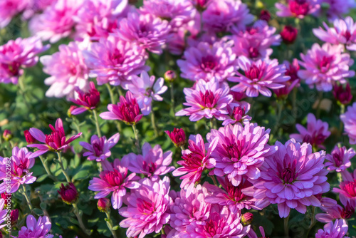 Fresh bright blooming pink chrysanthemums bushes in autumn garden outside in sunny day. Flower background for greeting card, wallpaper, banner, header.