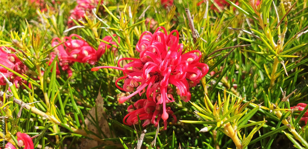 Panorama of red flower grevillea rosmarinifolia or grevillea juniperina blooms on a bush. Panorama of red flower grevillea rosmarinifolia or grevillea juniperina blooms on a bush.