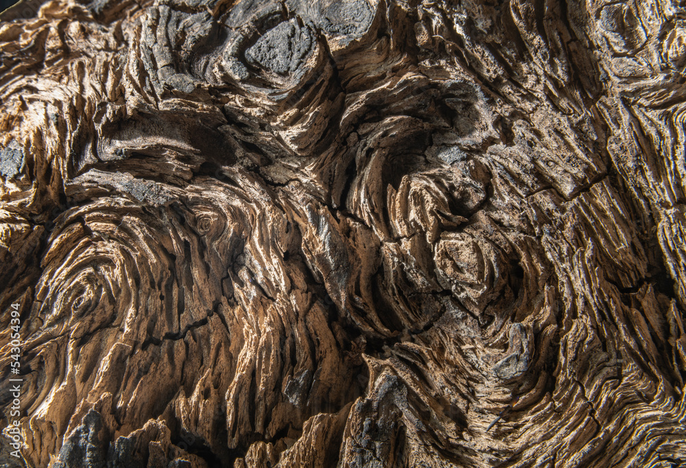 Unusual face and swirl patterns in a piece of burl wood Unusual face and swirl patterns in a piece of burl wood