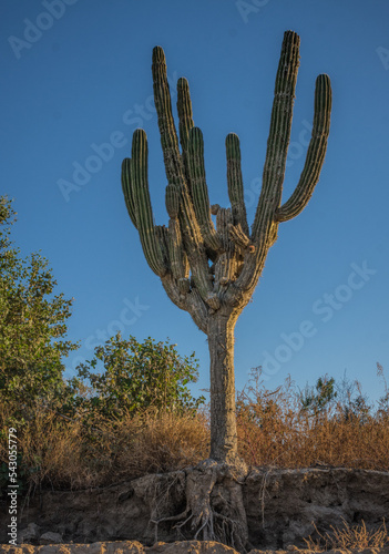 Saguaro cactus root system, Pescadero, Baja California, Mexico, 