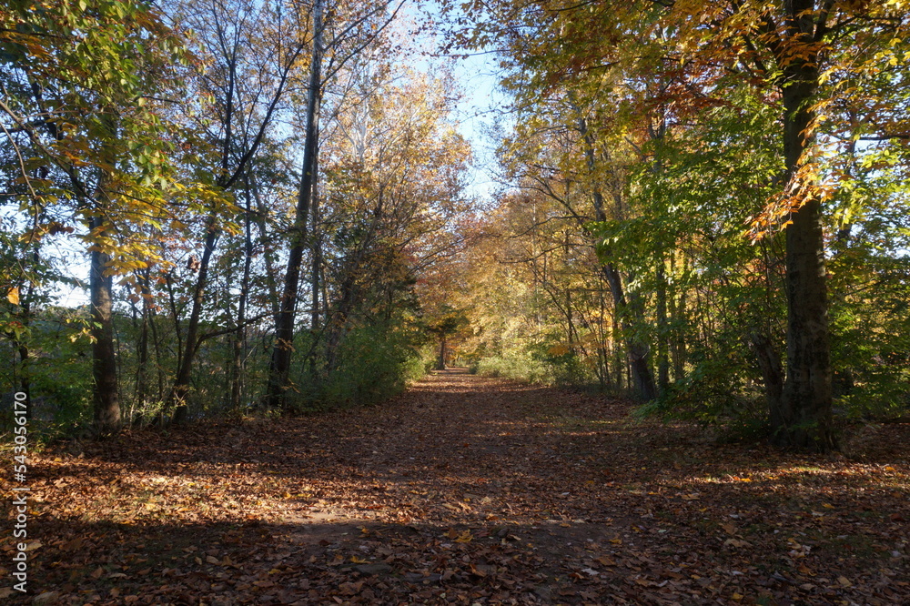 Foot Trail Through Canopy of Trees with Changing Fall Colors of Yellow, Gold and Orange in Daylight