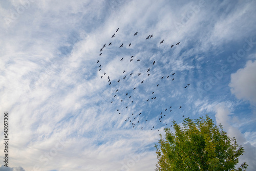 Geese in flight Over a park Oregon state.