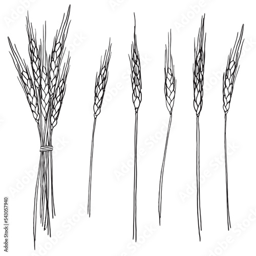 set of 5 black and white wheat stalk illustrations