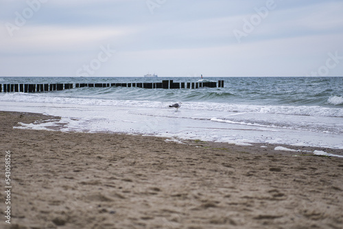 Sandy beach with a seagull on the eastern sea in Germany including a breakwater photo