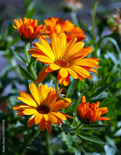 Beautiful yellow-orange marigold flowers grow in the garden.