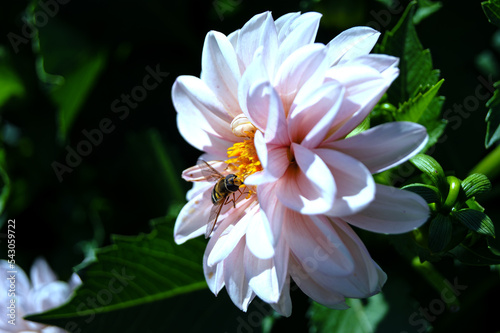 Winged insect pollinates a pink flower