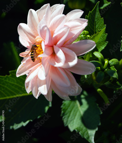 Winged insect pollinates a pink flower