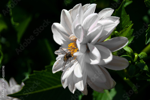 Winged insect pollinates a white flower