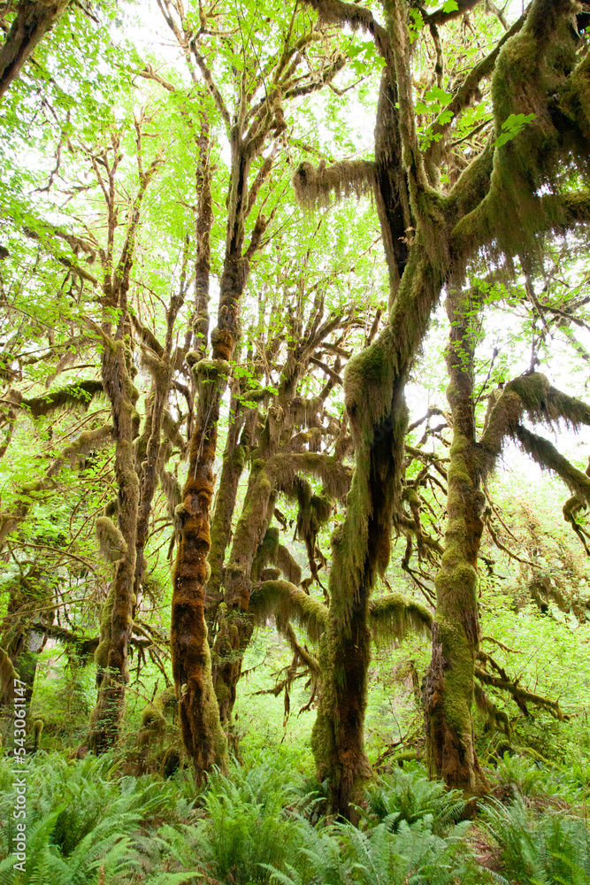 trees in the rainforest