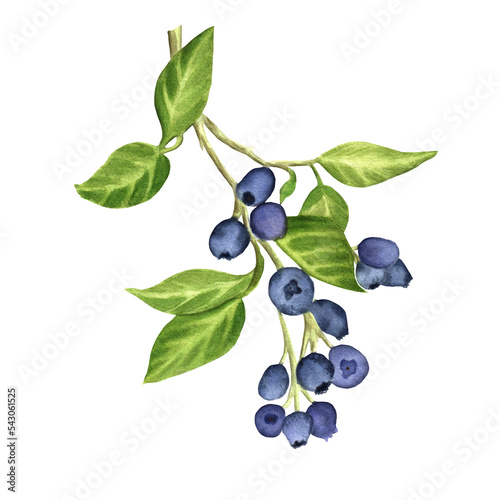 A sprig of a blueberry bush with juicy berries and green leaves. Forest berries. Hand-drawn watercolor illustration for packaging design, printing products.