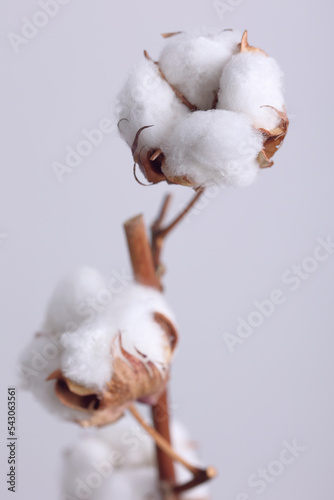 Delicate white cotton flowers branch close up. Care and Purity. Natural organic raw materials concept.
