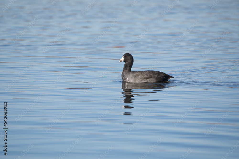 Side view of an American coot swimming in marsh water in Iowa on an autumn day with copy space for text. Side view of an American coot swimming in marsh water in Iowa on an autumn day with copy space for text.