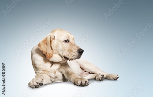 Cute domestic friendly dog posing © BillionPhotos.com