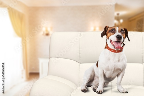 Cute playful young dog on a sofa
