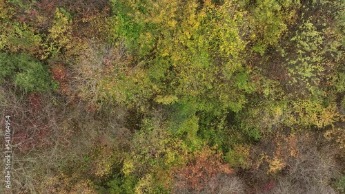 Colorful autumn forest, view from sky
