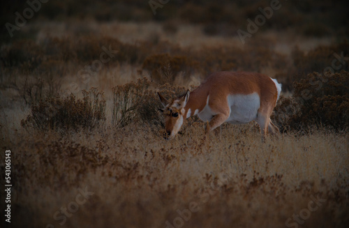 Hooved mammals photo