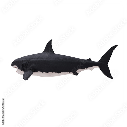 Great white shark isolated
