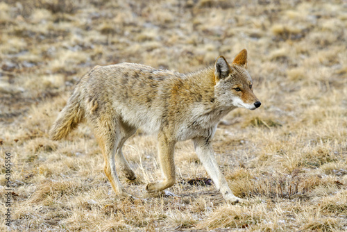 Wildlife of Colorado. Wild coyote hunting in a dry grass field.