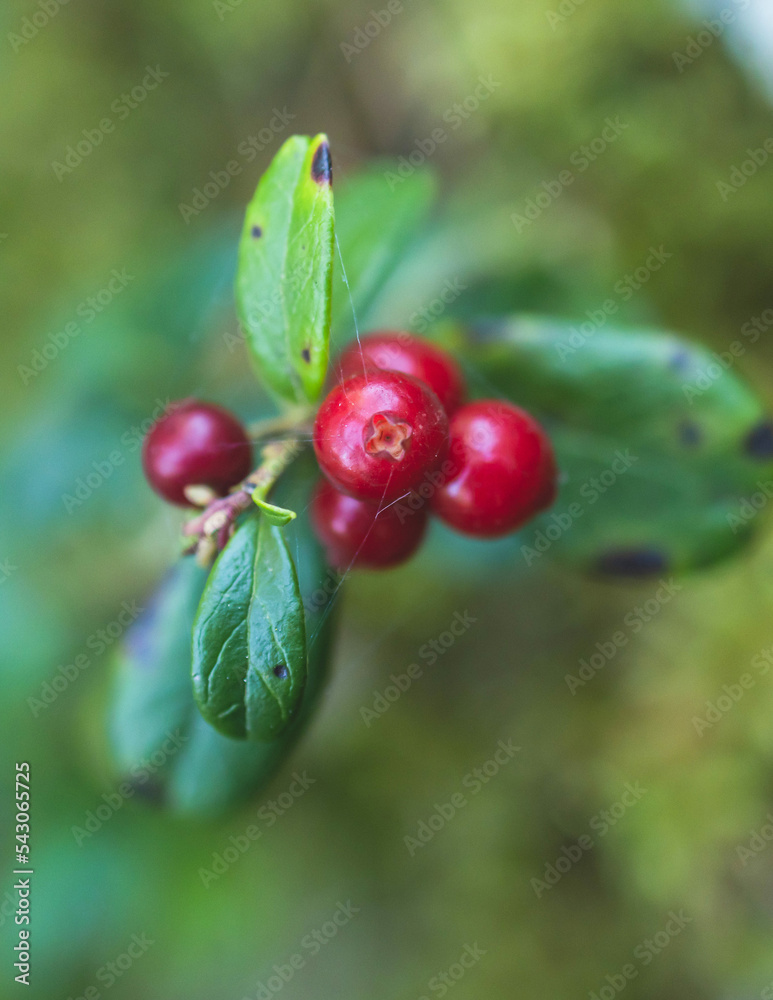 Obraz premium Process of harvesting and collecting berries in the national park of Finland, girl picking cowberry, cranberry, lingonberry and red bilberry in the scandinavian forest, close-up of hands and berries