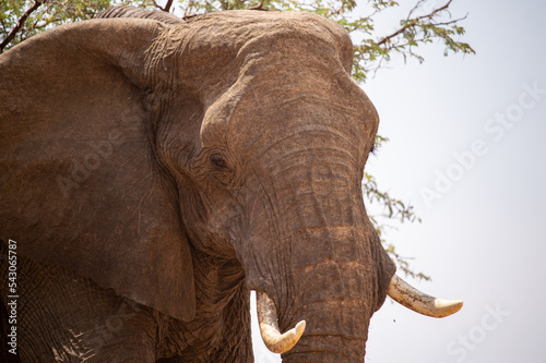 Photography Desert elephants