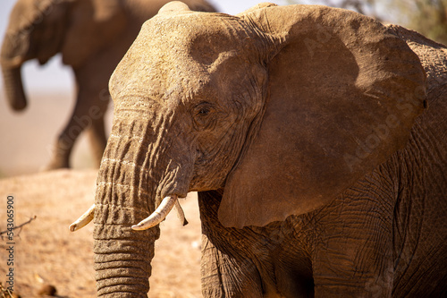 Desert elephants