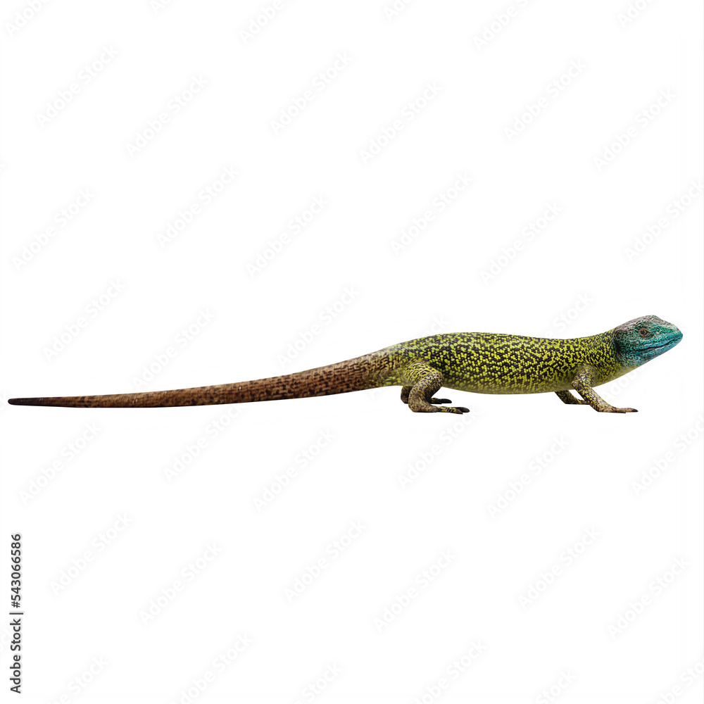 Green lizard isolated Green lizard isolated