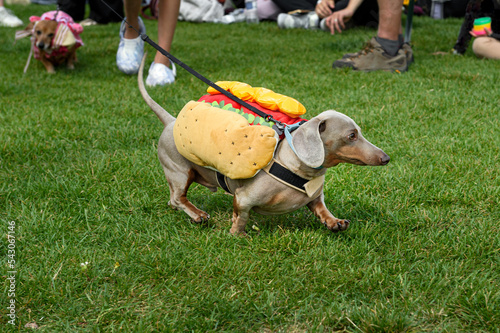 Dachshund Trots By in Hot Dog Costume Spectators Behind