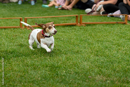 Dachshund Runs Through Hurdle Course Past Spectators