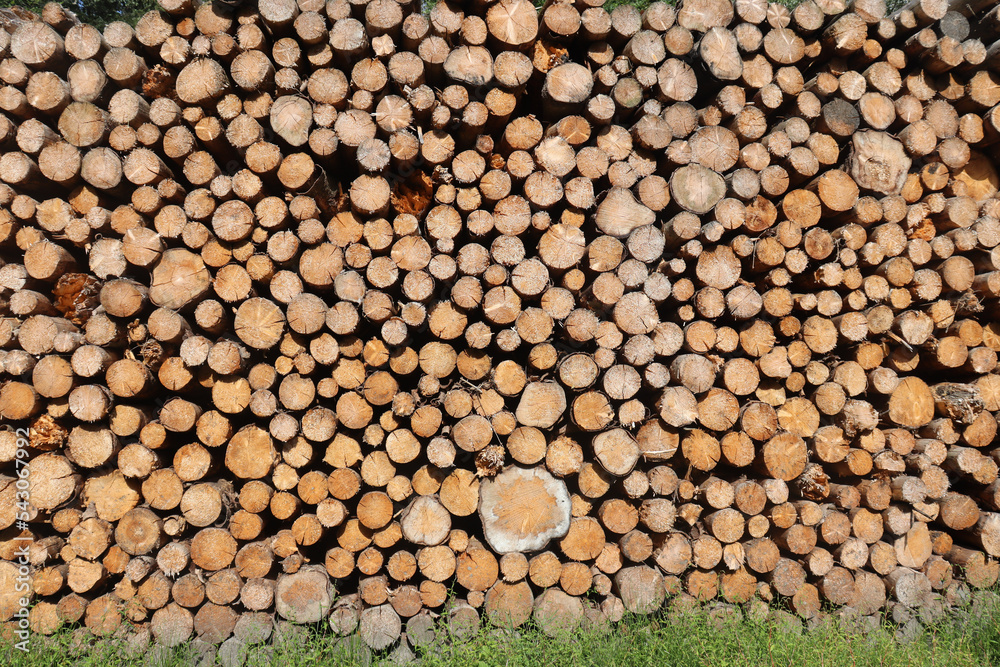 Brennholz, Holzstapel im Wald	