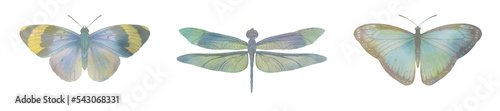 set of watercolor butterflies and dragonfly. collection of butterflies for design © Sergei