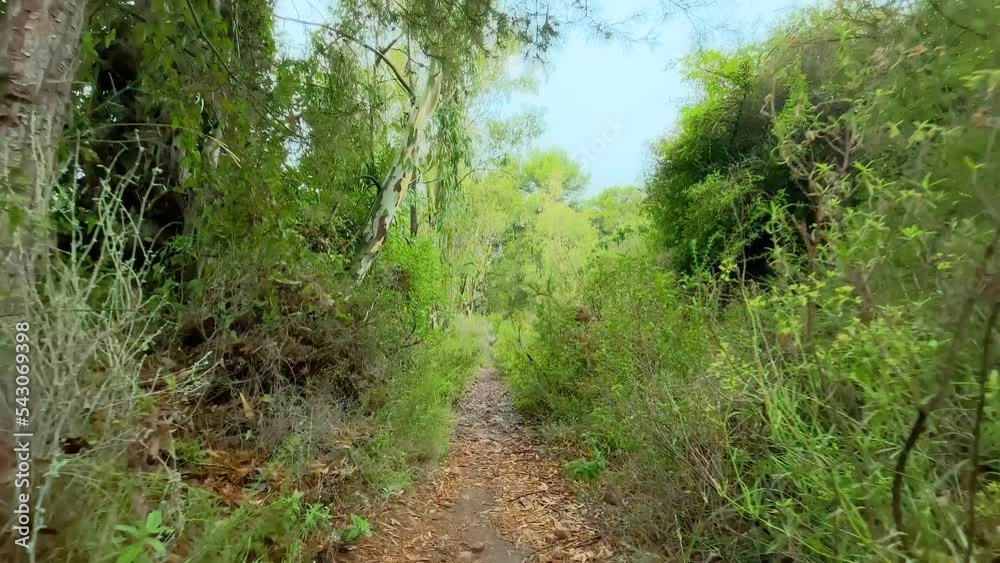 Caminando por el desierto de las palmas completamente humeda tras una niebla intensa