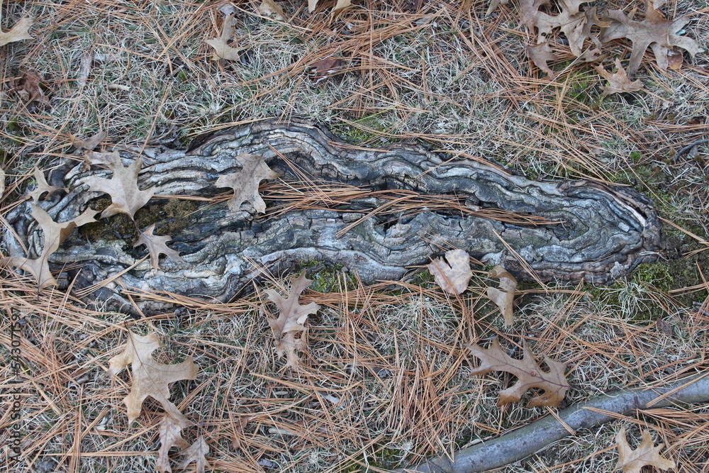 snake in the grass snake in the grass