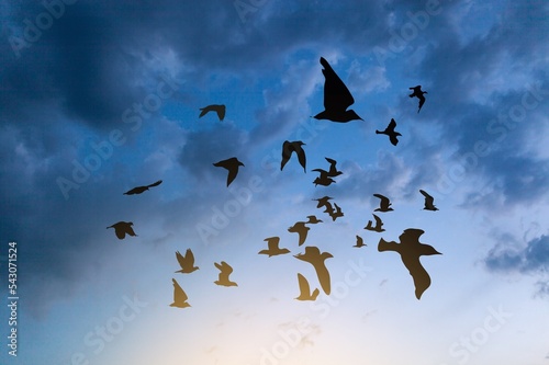 Flock of dark birds in sky flying