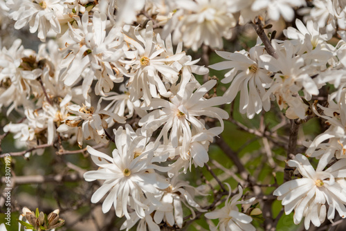 White Magnolia Blossoms In Spring