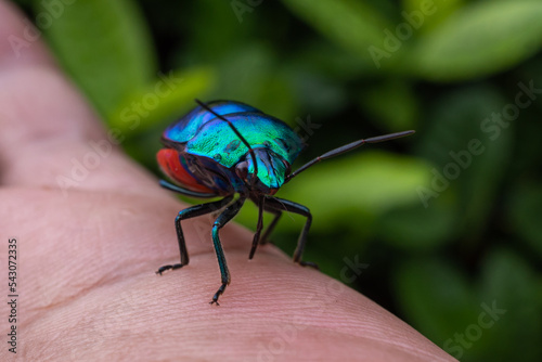 Jewel Bugs have broad rounded bodies with an undivided shield covering the whole abdomen. Jewel bugs get their common name from their bright colours photo