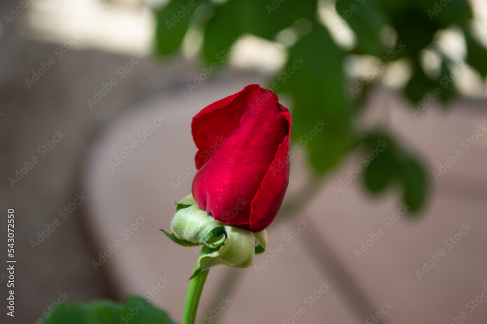 Fototapeta premium Isolated red rose rosebud flower